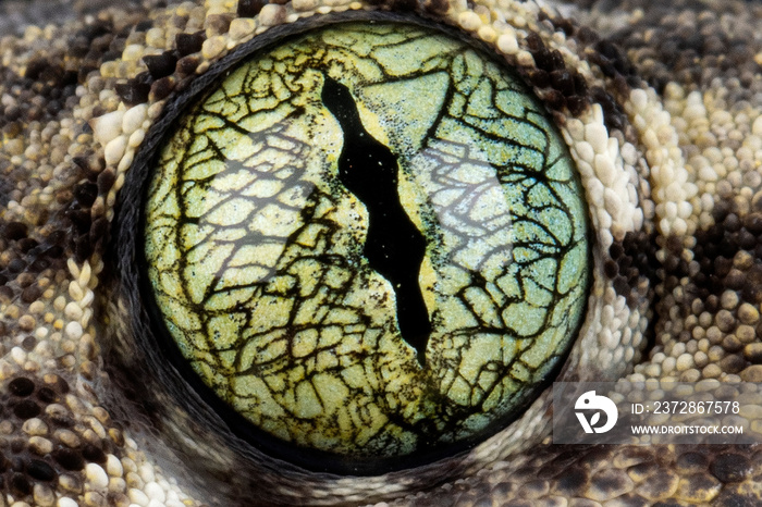Vorax Gecko或巨型Halmaheran壁虎特写眼睛，动物特写，Halmaherand巨型壁虎特写e
