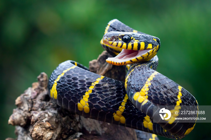 Boiga snake dendrophila yellow ringed，Boiga dendrophilla的头，动物特写