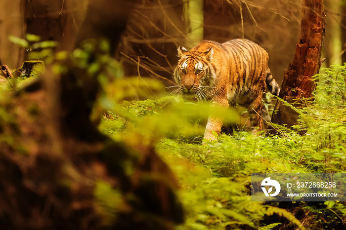 Siberian tiger Panthera tigris tigris through the forest approaching from a distance