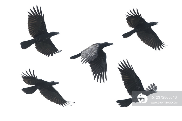 丛林乌鸦，白色背景下孤立的大嘴乌鸦