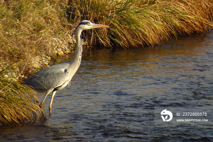 Grey heron (Ardea cinerea) a long-legged predatory wading bird of the heron family, Ardeidae, native