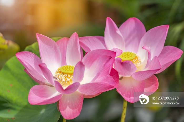 Close up pink lotus flowers or Sacred lotus flowers ( Nelumbo nucifera ) blooming with green leaves 