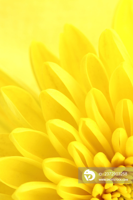 Yellow chrysanthemum petals macro shot