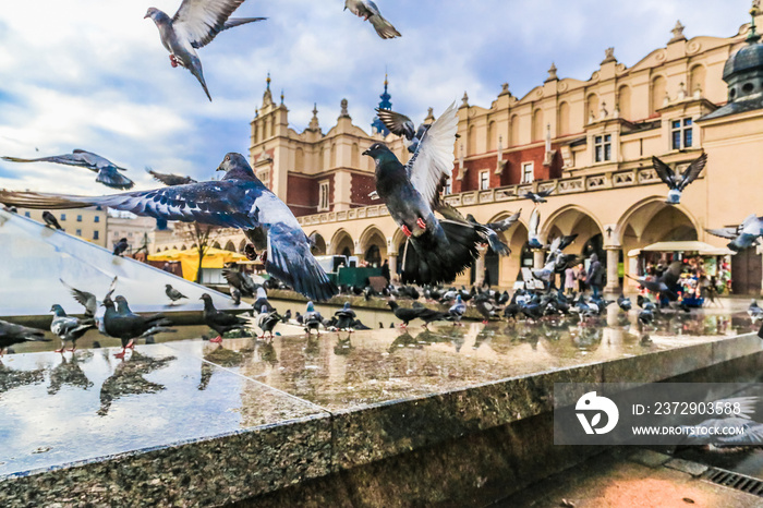 A lot of doves in Krakow old city.