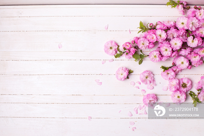 背景与明亮的粉红色花朵在白色木板。