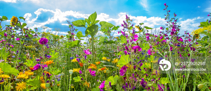 Bunte Bienenweide im Sommer