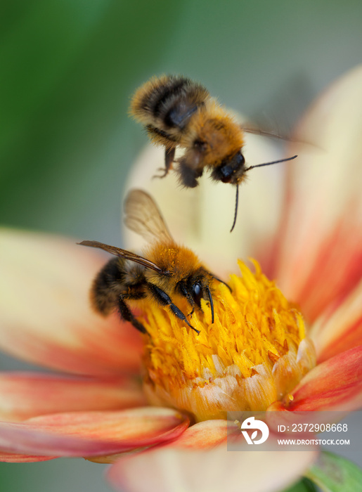 两只蜜蜂在大丽花上
