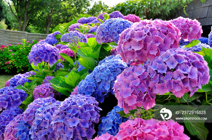 美丽的Hortensias du Trégor，布列塔尼