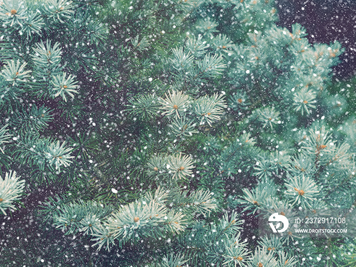 冬天的森林里下雪。圣诞新年魔术。蓝色的云杉树枝细节。
