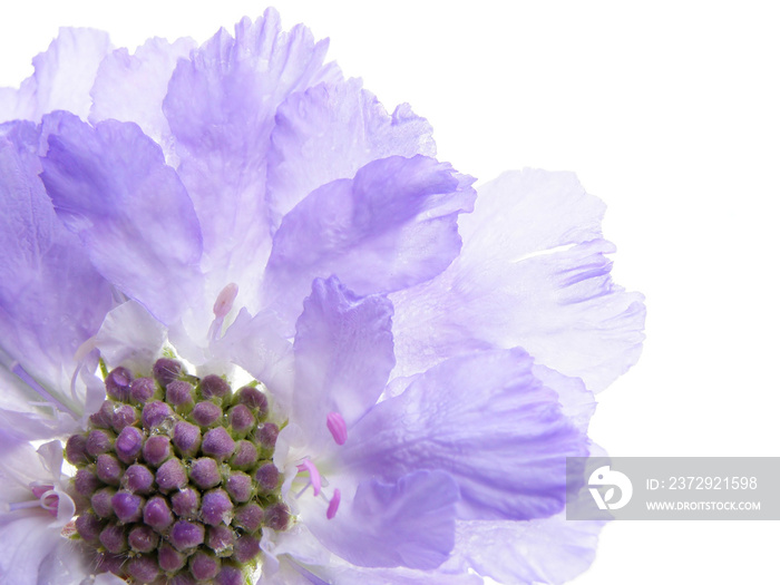 紫色scabiose