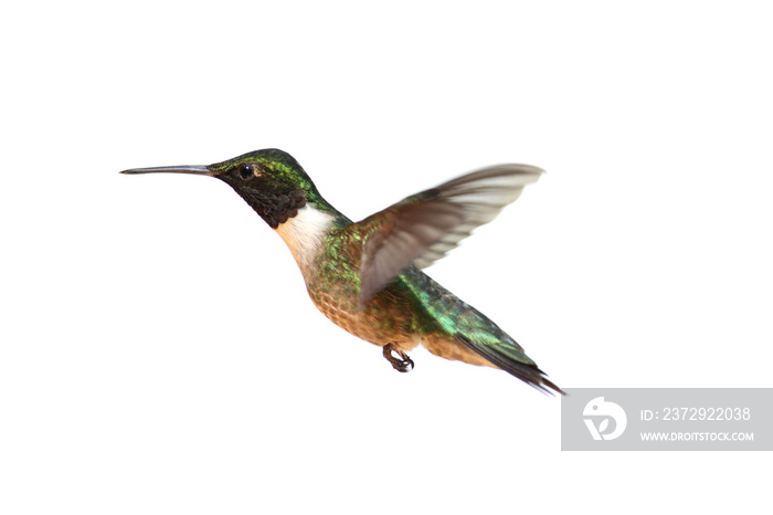 Isolated Ruby-throated Hummingbird