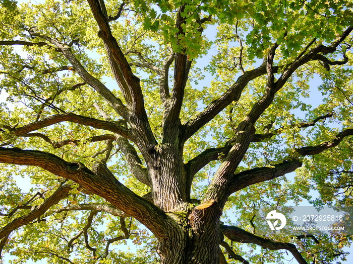 Eiche Baumkrone Baum Natur