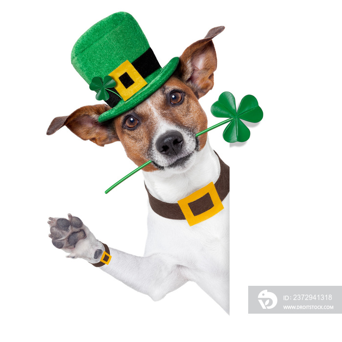 st. patrick day dog