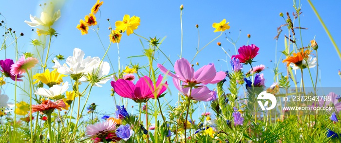 Blumenwiese - Hintergrund Panorama - Sommerblumen