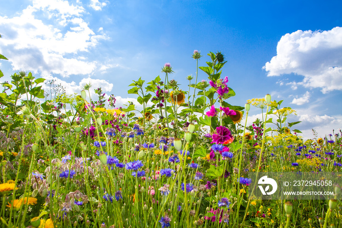 “我的Sommerblumen”