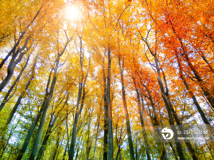 Farbexplosion im Herbstwald mit Sonnenlicht