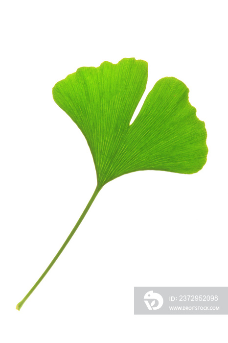 Ginkgoblatt (Ginkgo biloba)