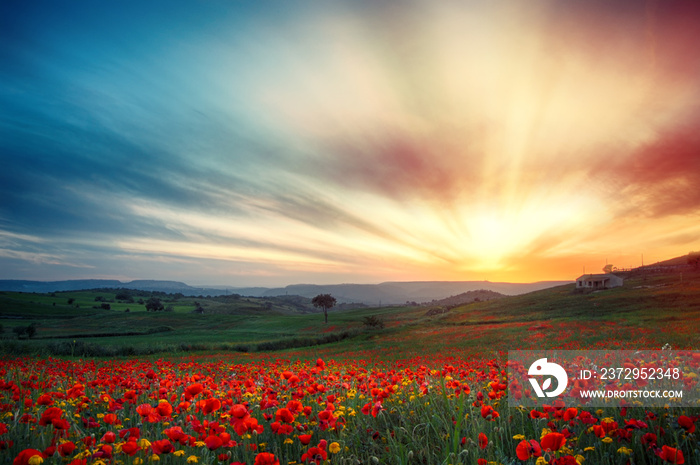 Campo di papaveri al tramonto