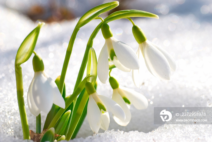 春天的雪花花