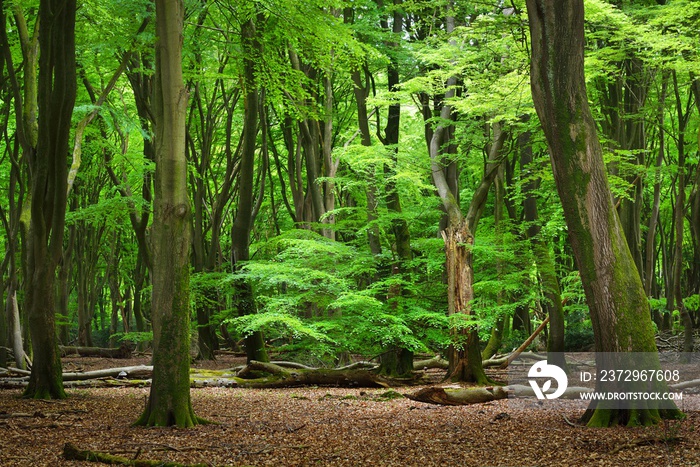 绿色春林中的步道。Veluwe，荷兰。全景风光。强大的落叶树木