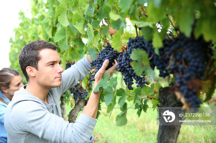 Man in vineyard picking grapes