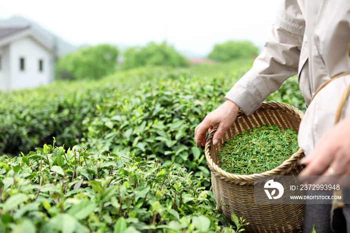 在茶园采摘茶叶