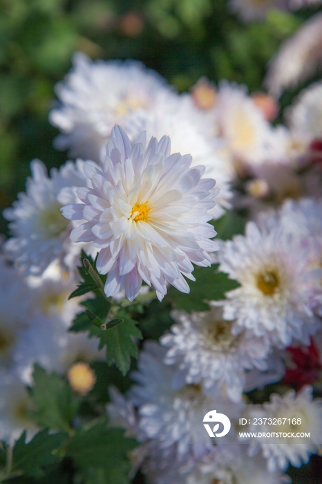 白菊花