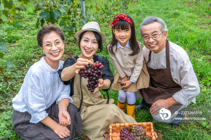 一家人在果园采摘葡萄