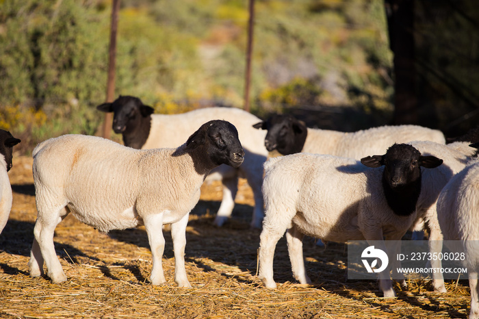 Dorper Sheep Rams on a dorper sheep stud farm in the Tankwa karoo in South Africa