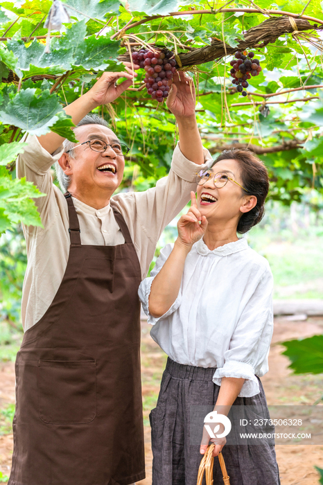 老年夫妻在果园采摘葡萄