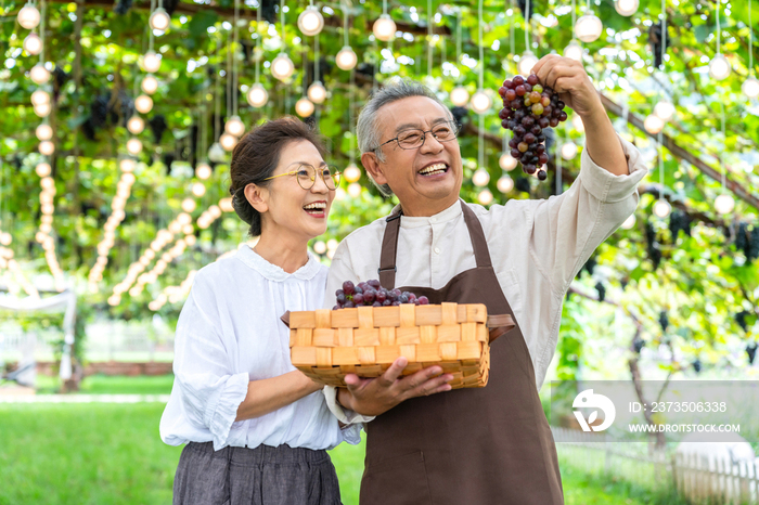 老年夫妻在果园采摘葡萄