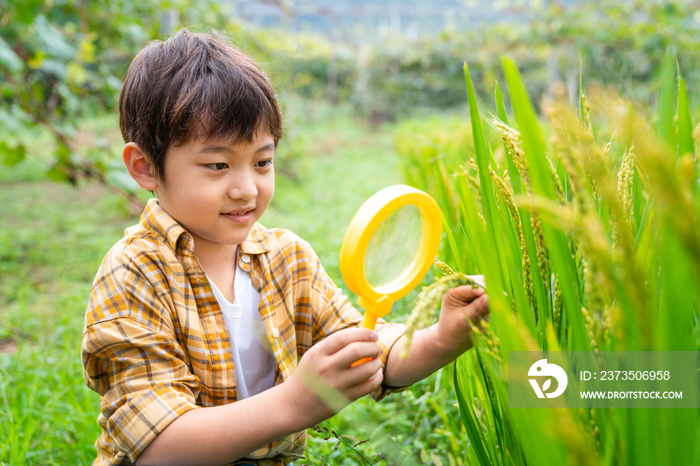 小男孩拿着放大镜观察植物