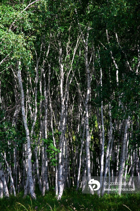 内蒙,坝上,乌兰木统,乌兰木统草原,红山,军马场,草原,草地,