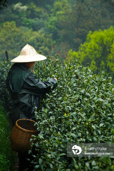 龙井村茶园