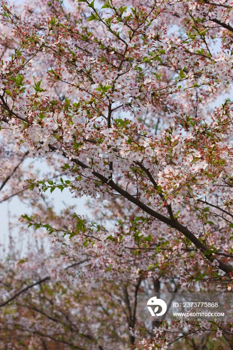 樱花