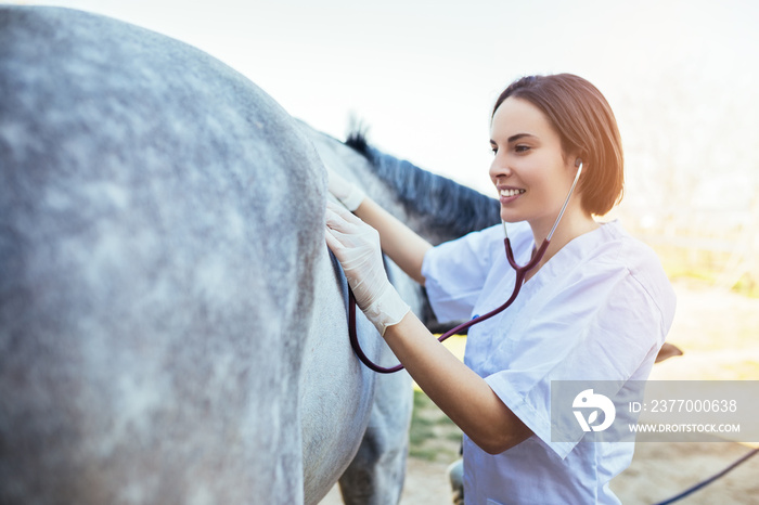 Veterinarian examining horse. Selective focus on vet’s hand.