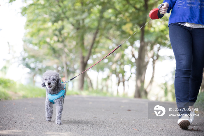 犬の散歩、女性、歩く、走る