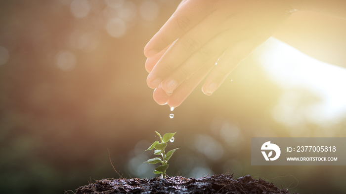 Hand of boy watering a young plant tree growing on fertile soil in the morning light, Slow Motion. Conservation of Natural Resources. Planting the trees, protect nature, sustainability, sustainable