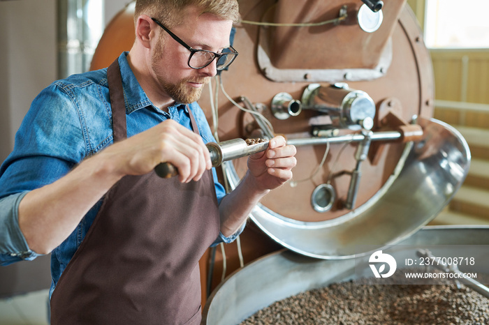 Waist up portrait of modern young man wearing apron and glasses  taking scoop of coffee beans from roasting machine while working in artisan roastery, copy space