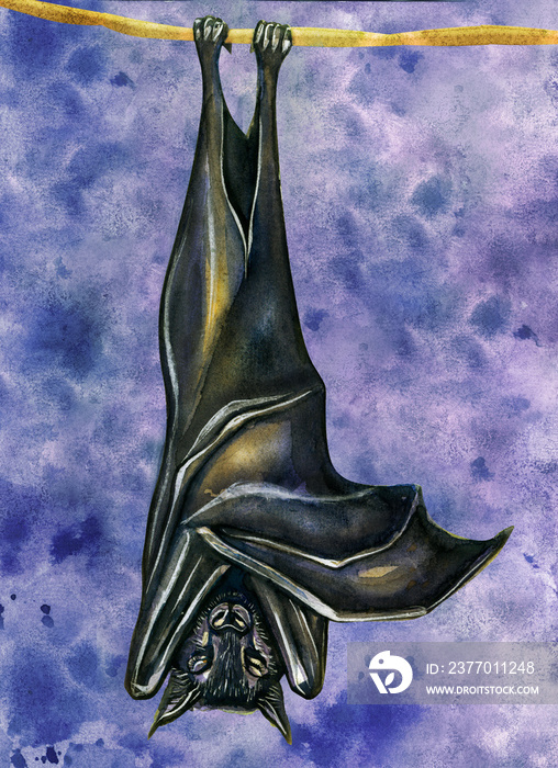 Drawing of a bat hanging on a branch. Watercolor drawing of animals.