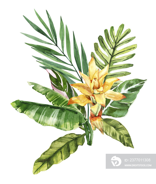 Watercolor hand drawn rainforest tropical flowers and leaves bouquet composition. Botanical illustration isolated on white background. Hand painted watercolor floral clip art