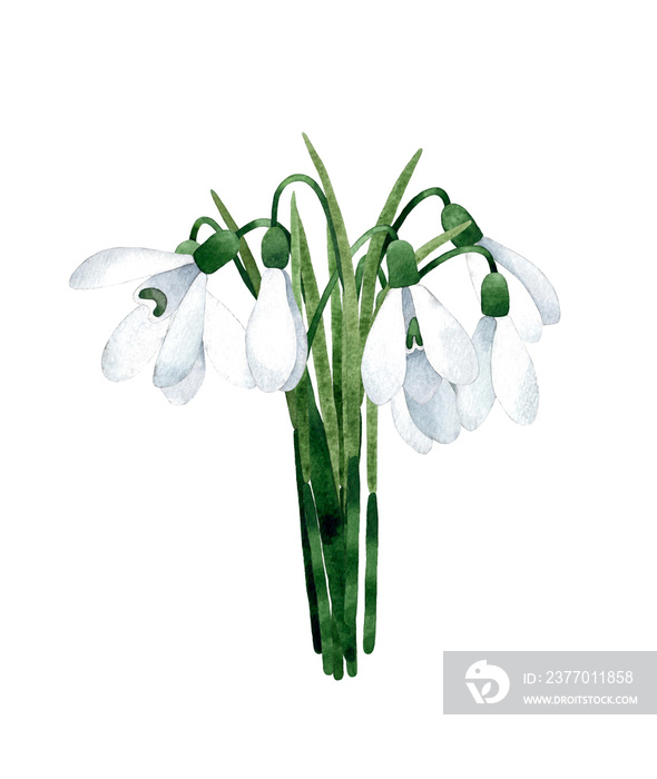 Watercolor hand-painted illustration of spring bouquet with Snowdrop flowers. Isolated on white background.