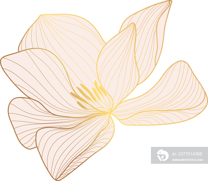 Magnolia flower golden line art