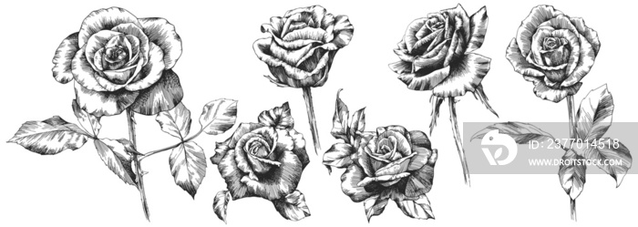 Rose flowers and leaves. Isolated hand drawn set.