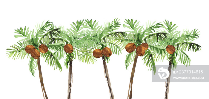 Watercolor hand drawn rainforest tropical palms with coconut botanical illustration isolated on white background