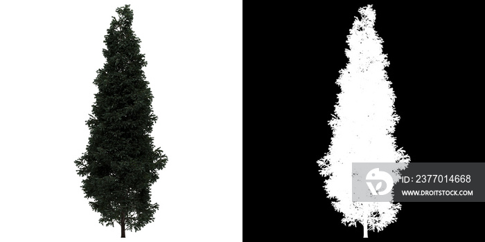 Front view of tree (Boulevard Cypress) png with alpha channel to cutout 3D rendering