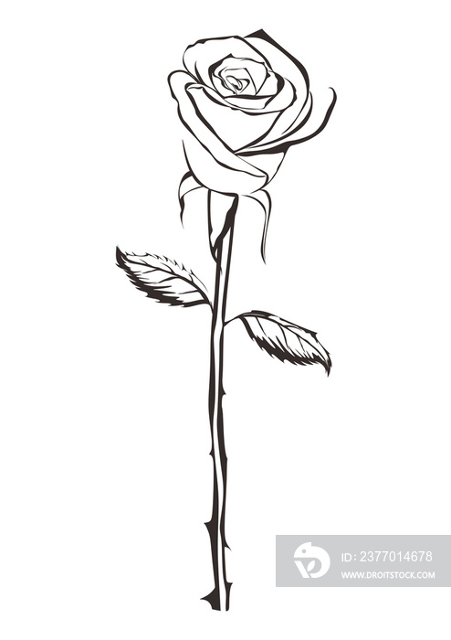 a line art or silhouette type design work with the theme of a single rose having thorns and two leaves