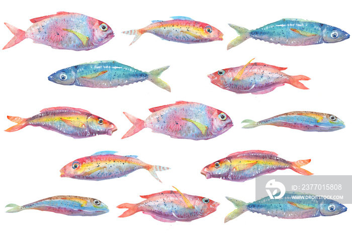 Shoal of fish watercolor drawing. A group of fish watercolor brush painting, Watercolor splash. Isolated colourful fish illustration