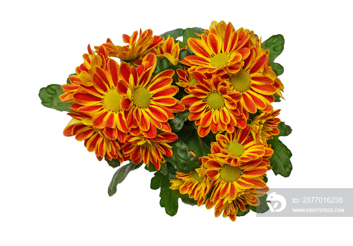 bouquet of red-yellow flowers, chrysanthemums on a background of leaves, top view, png file