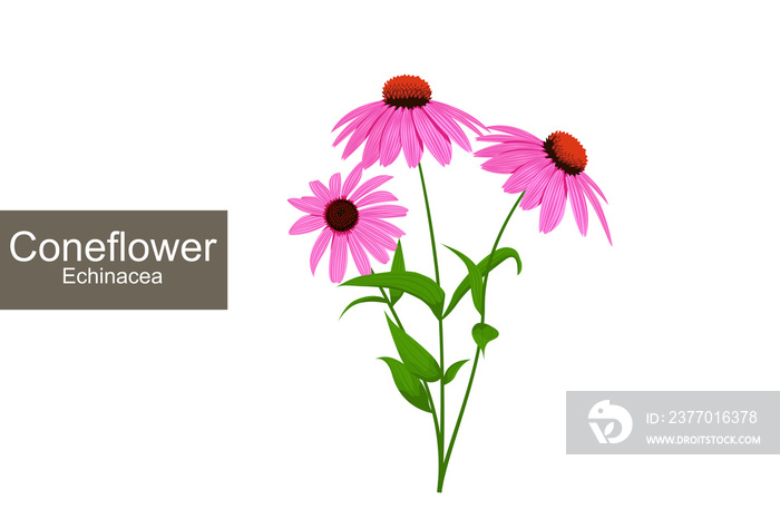 Coneflower. Echinacea purpurea illustration.  Detailed purple medicinal flowers with green leaves clip art.